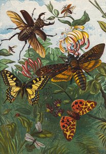 Insects by English School