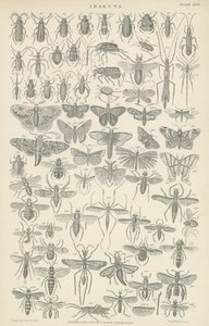 Insects by English School