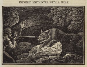 Intrepid Encounter with a Wolf