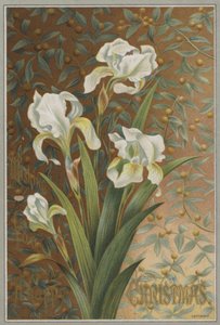 Iris by English School