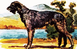 Irish Wolfhound