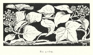 Ivy by English School