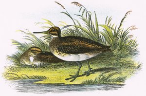 Jack Snipe