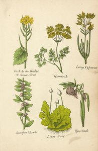 Jack by the Hedge Or Sauce Alone, Hemlock, Long Cyperus, Juniper Shrub, Liver Wort, Hyacinth by English School