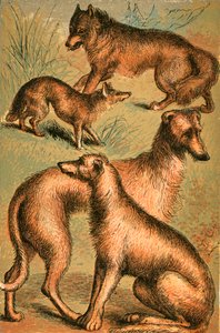 Jackal, Wolf, Irish Wolfhound and Deerhound by English School