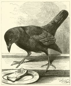 Jackdaw by English School