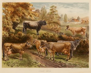 Jersey Cattle by English School