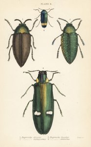 Jewel beetles by English School