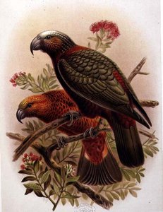 Kaka Parrot and Variety Kaka-Kura from 