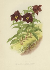 Kamchatka fritillary or Kamchatka lily by English School