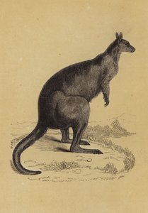 Kangaroo