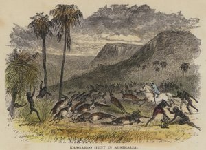 Kangaroo Hunt in Australia
