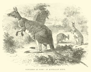 Kangaroos at Home, an Australian Scene