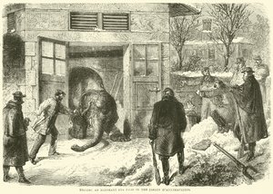 Killing an Elephant for Food in the Jardin d