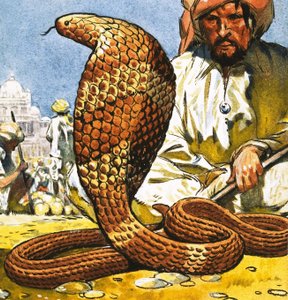 King Cobra by English School