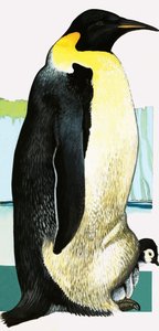 King Penguin by English School