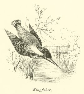 Kingfisher by English School