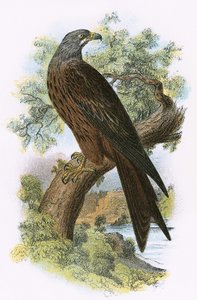 Kite