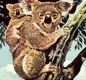 Koala Bear