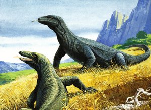 Komodo Dragon