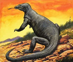 Komodo Dragon
