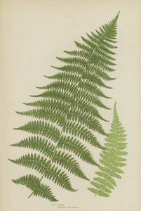 Lady Fern