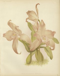 Laelia autumnalis venusta