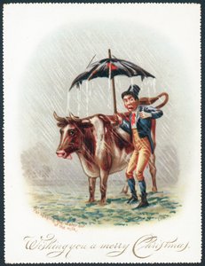 Leading Cow through the rain