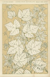 Leaves from Nature by English School