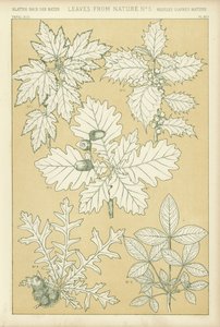 Leaves from Nature by English School