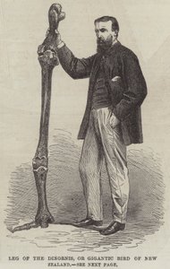 Leg of the Dinornis, or Gigantic Bird of New Zealand by English School