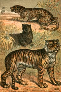 Leopard, Black Panther and Tiger by English School