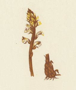 Lesser Broom Rape, Orobanche Minor