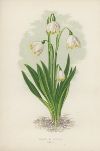 Leucojum Vernum by English School