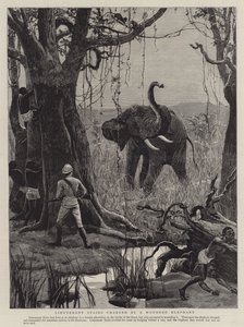 Lieutenant Stairs charged by a Wounded Elephant