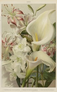 Lily by English School