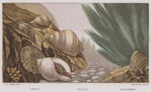 Limpet, Purple, Slit-Limpet by English School