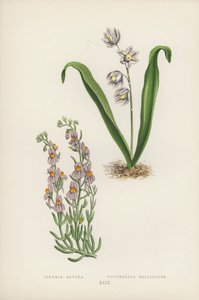 Linaria Alpina; Puschkinia Scilloides