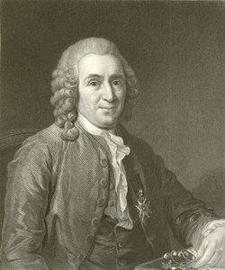 Linnaeus by English School