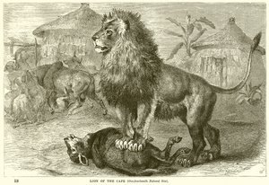 Lion of the Cape by English School
