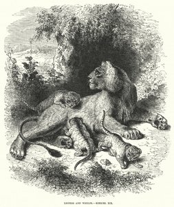 Lioness and Whelps, Ezekiel XIX by English School