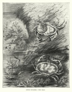 Little Builders, The Crab by English School