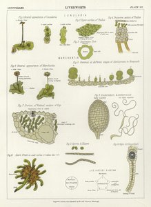 Liverworts by English School