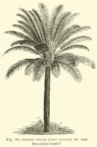 Living Cycad (Cycas Circinalis) of the Malabar Coast by English School