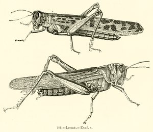 Locusts, Exodus x by English School