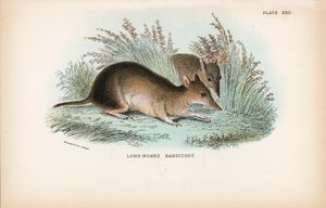 Long-Nosed Bandicoot by English School