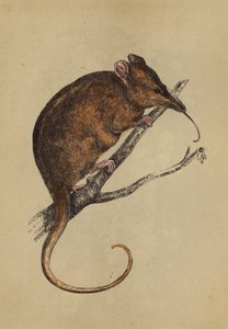 Long-Snouted Tarsipes