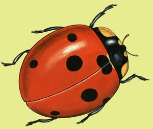 Look After the Ladybirds
