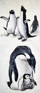 Looking at Nature: What Are Penguins by English School