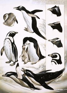 Looking at Nature: What are Spheniscidae Penguins! by English School